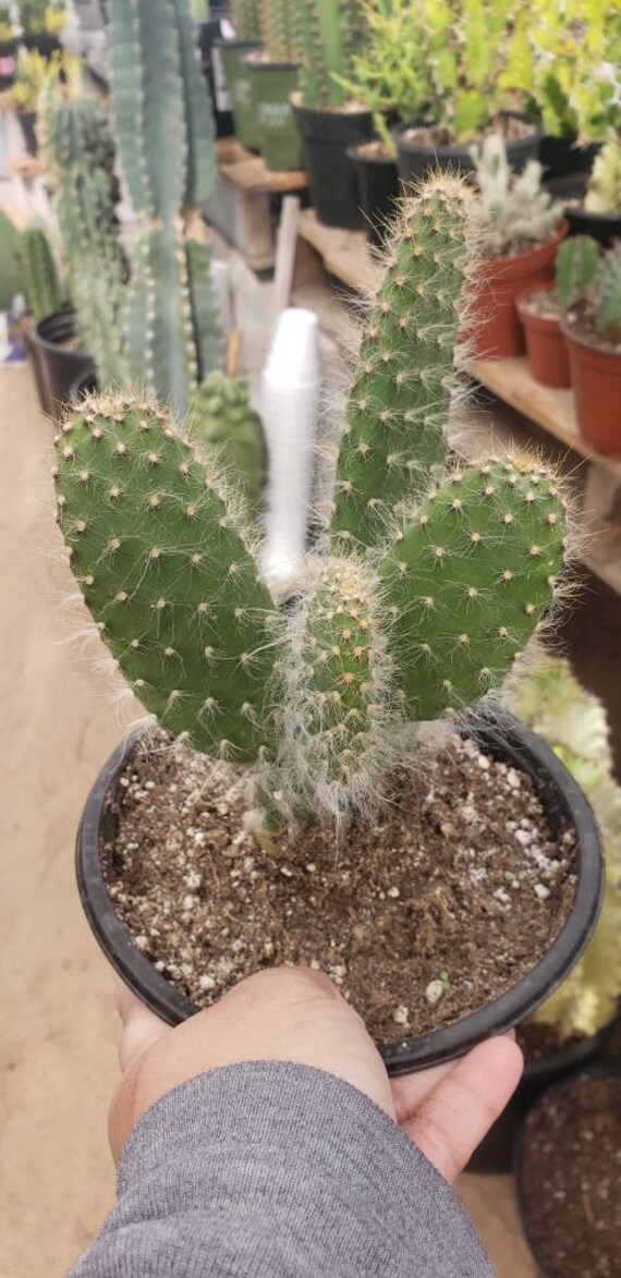 Opuntia Snow Prickly Pear Cactus | Etsy