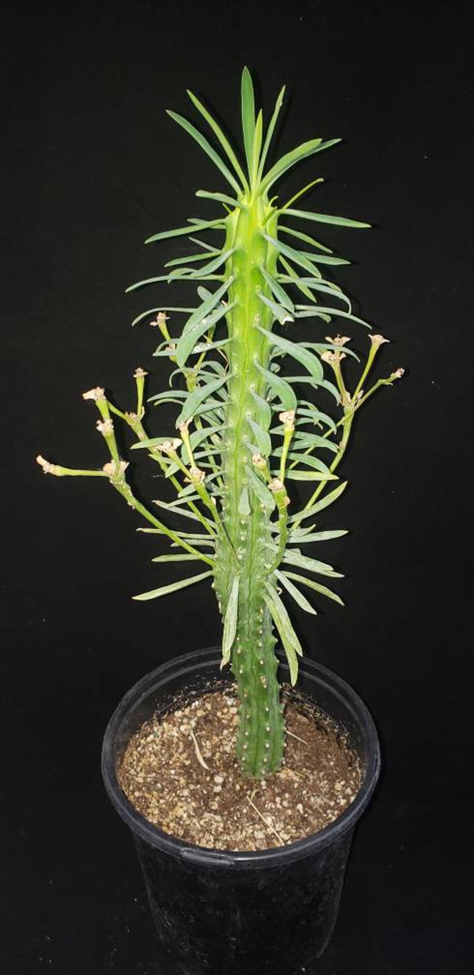 Euphorbia Loricata aka African Palm Tree Etsy