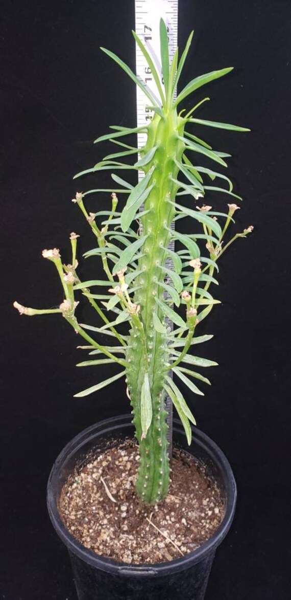 Euphorbia Loricata aka African Palm Tree Etsy