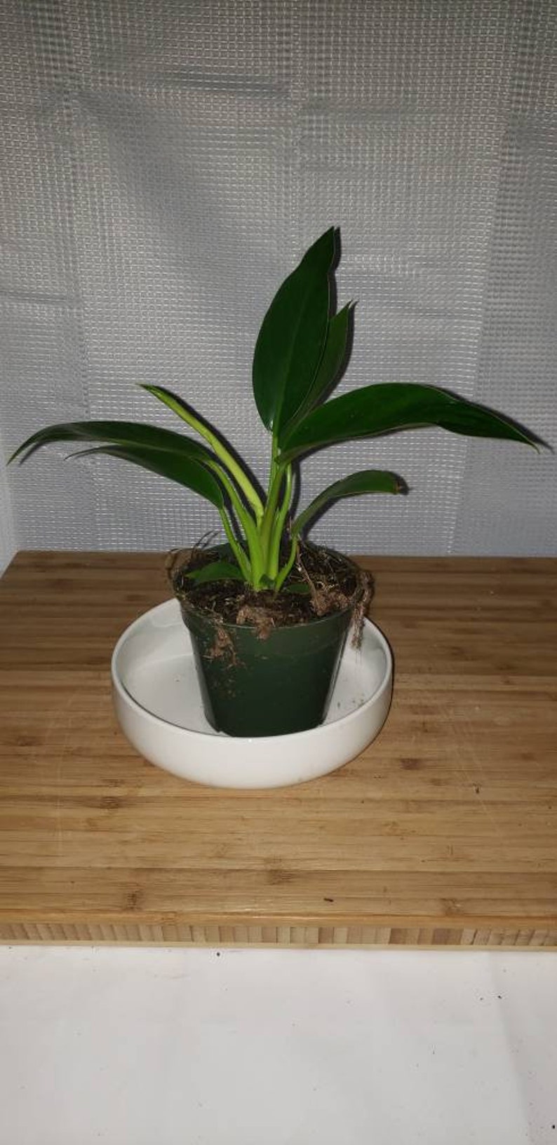Philodendron Congo Green