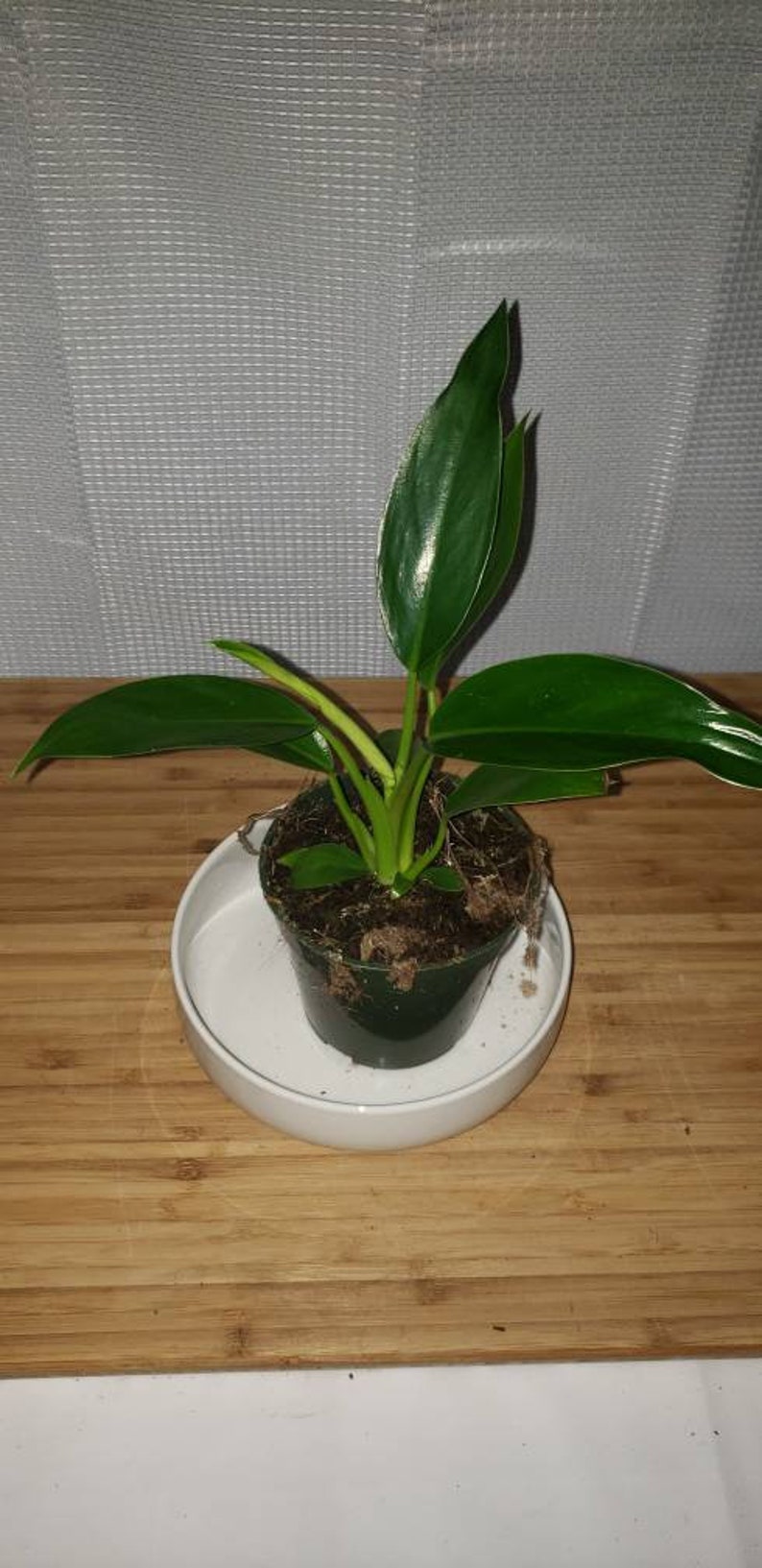Philodendron Congo Green