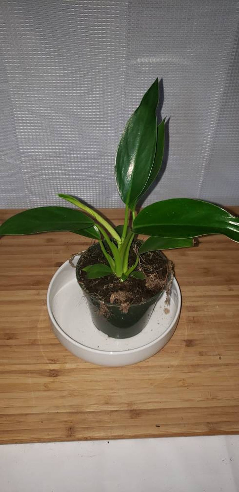 Philodendron Congo Green