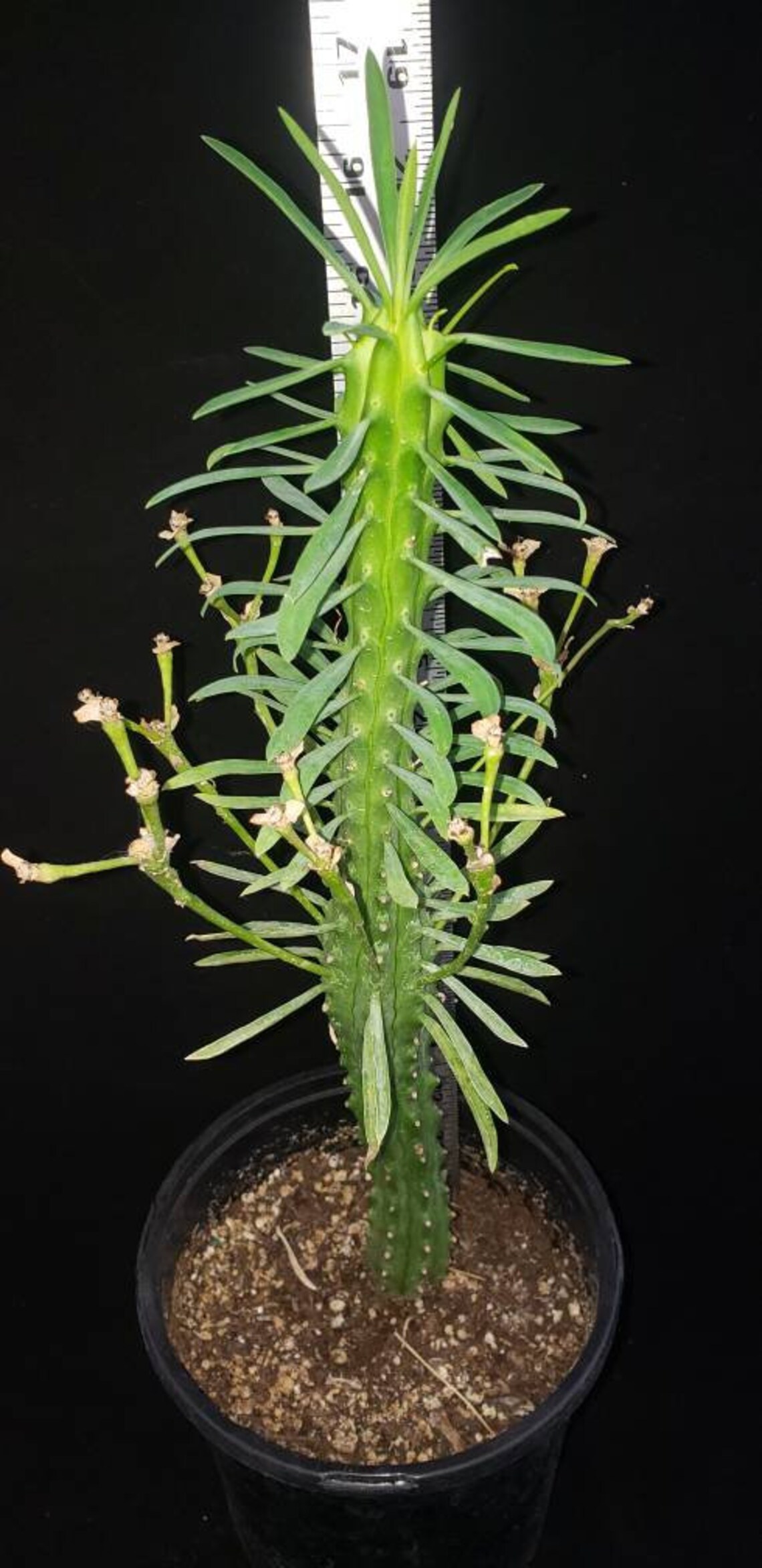 Euphorbia Loricata aka African Palm Tree Etsy