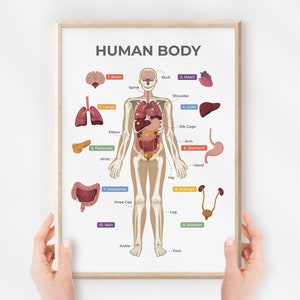 Cartel del cuerpo humano, tabla de órganos, anatomía, esqueleto, imprimible educativo, decoración de la escuela en el hogar, impresión en el aula, descarga digital