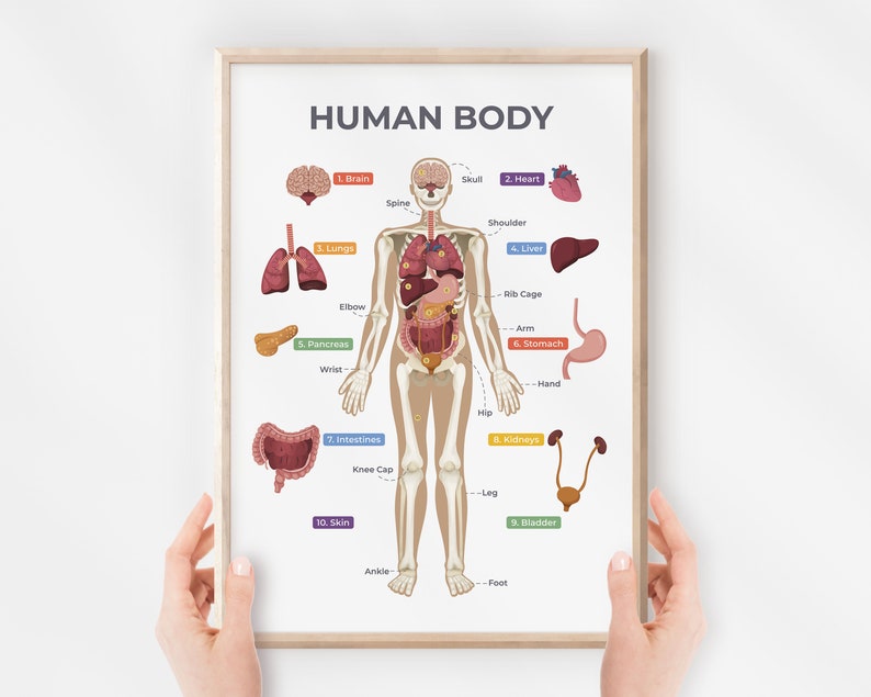 Affiche du corps humain, tableau des organes, anatomie, squelette — free download