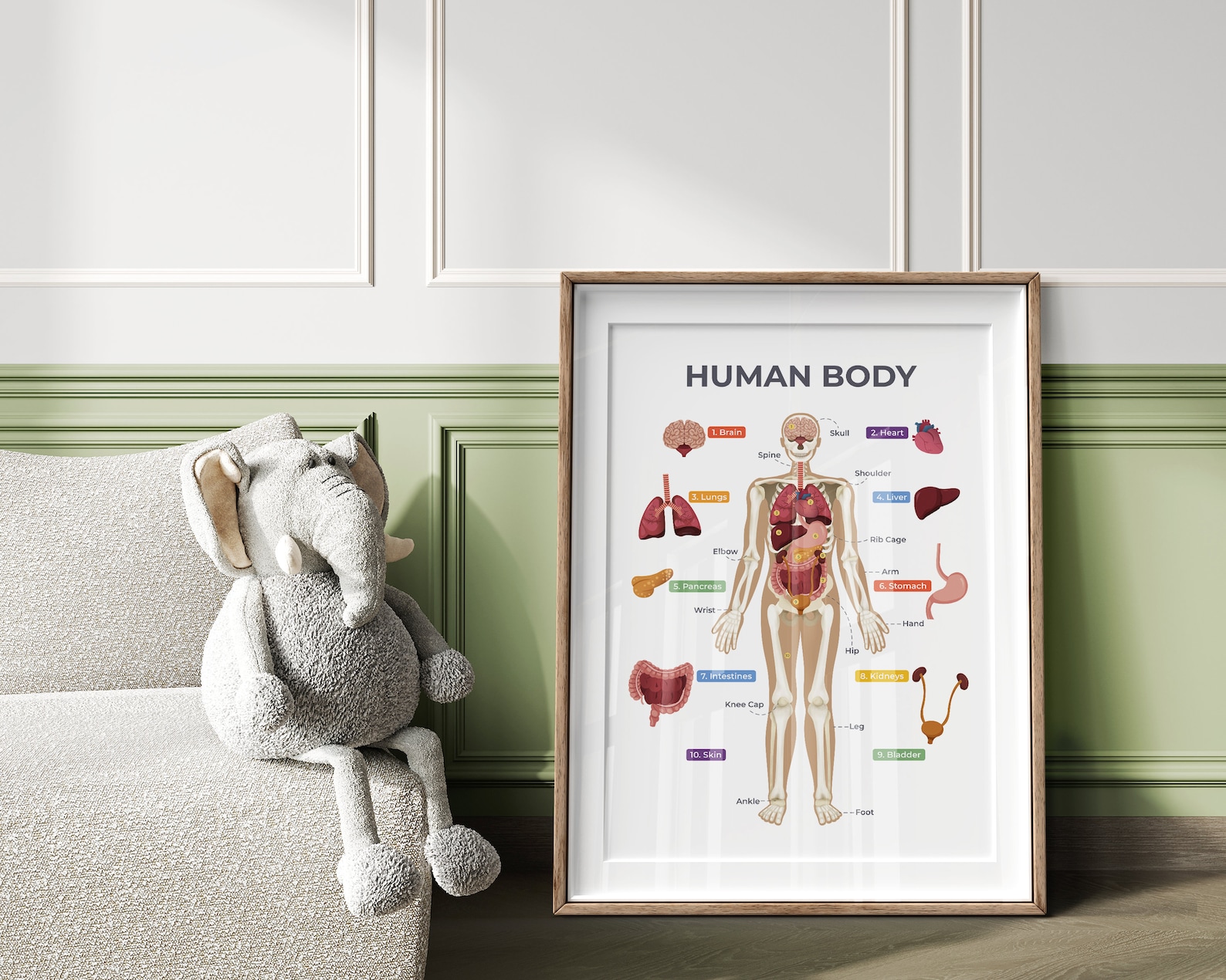 Human Body Poster, Organs Chart, Anatomy, Skeleton, Educational ...