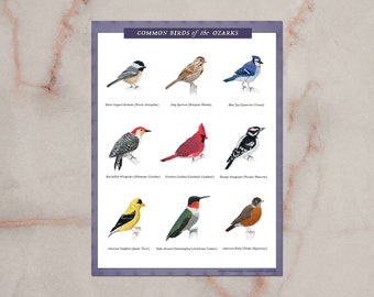 OZARK BIRD GUIDE real print | ozarks wall art, missouri, Poster, missouri birds, Birdwatching, Cardinal, Bluejay