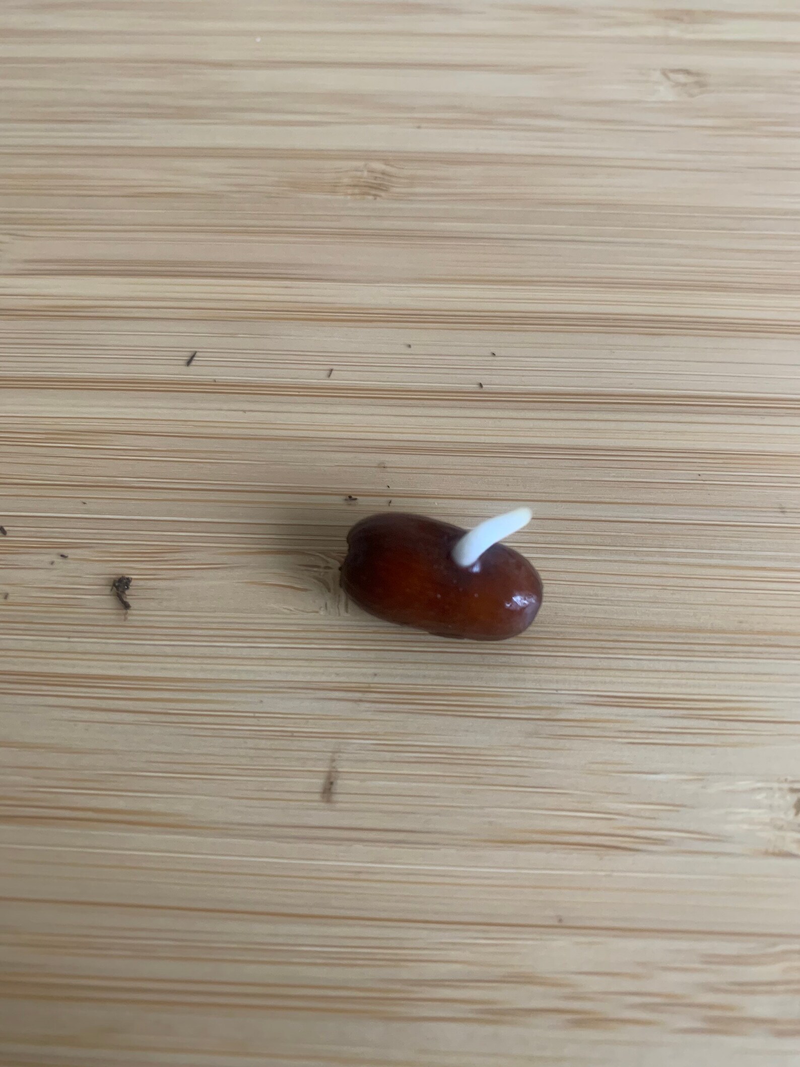 5 Canary Island Date Palm Seeds Grow Your Own Even Indoors Etsy