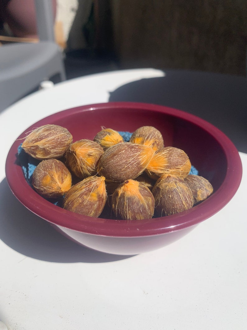 5 Queen Palm Tree Seeds Grow Your Own Even indoors Etsy