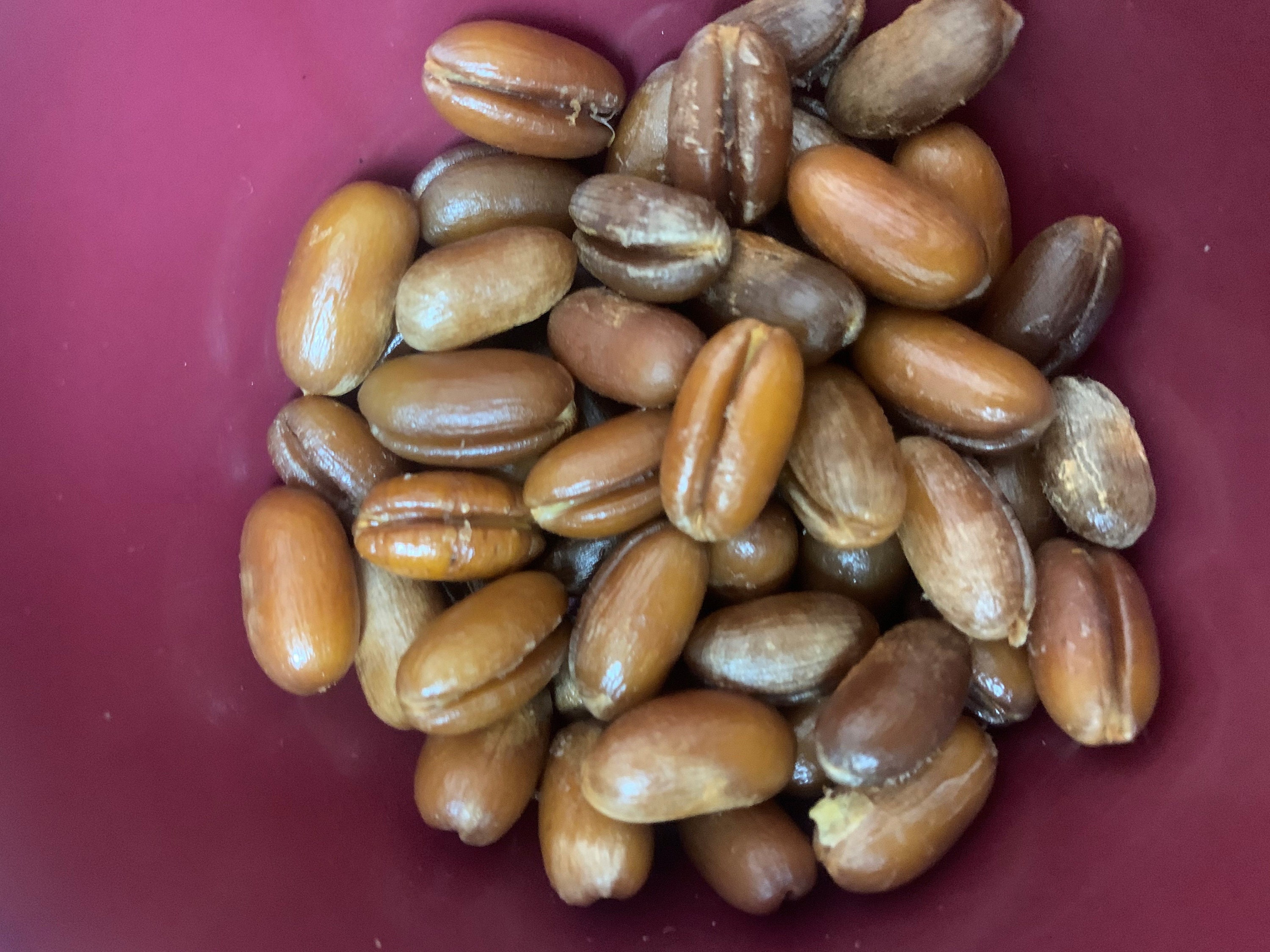 5 Canary Island Date Palm Seeds Grow Your Own Even Indoors Etsy