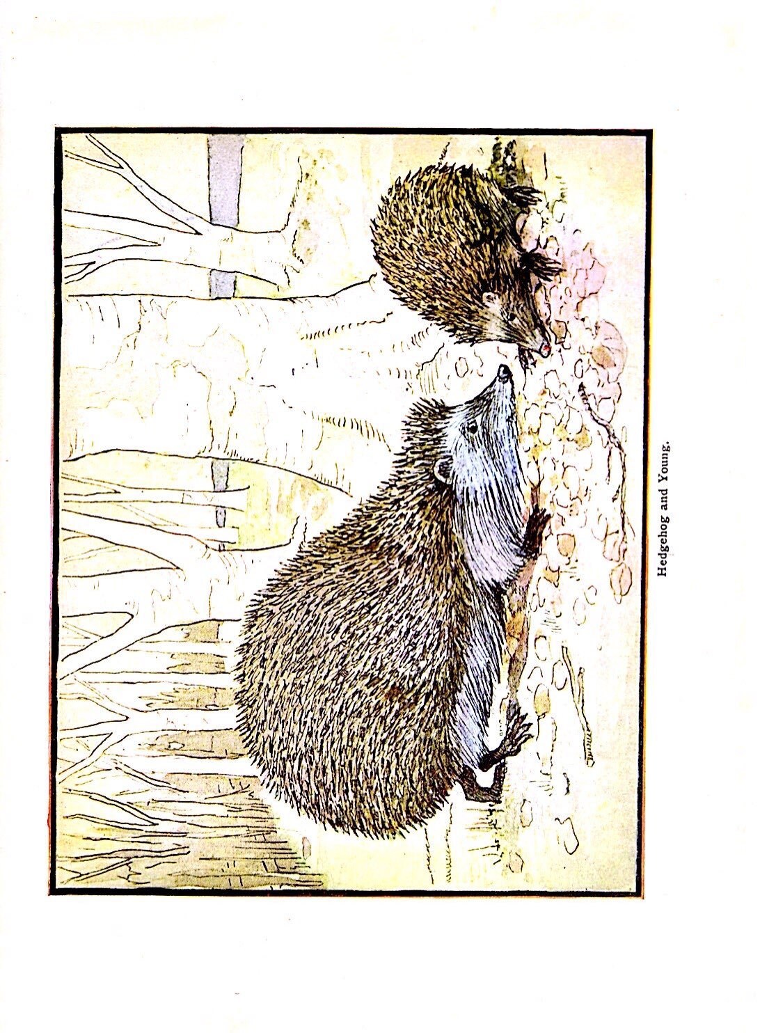 Meadow Field Nature Study Book Dwellers in the Meadows 1908 Etsy España