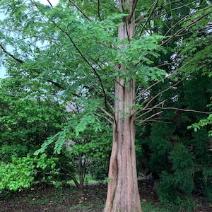 May include: A tall tree with a reddish-brown trunk and green foliage. The tree is surrounded by other green trees and bushes, with a cloudy sky in the background. The image is taken outdoors.