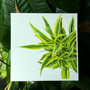 Dracaena Lemon Lime Print (6x6&quot;)