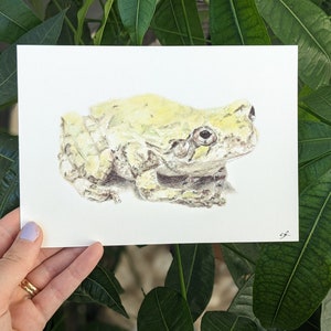 May include: A watercolor painting of a light green frog with brown markings on a white background.