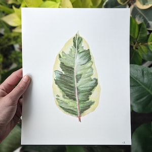Ficus Tineke