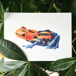 Red-Headed Poison Dart Frog Print