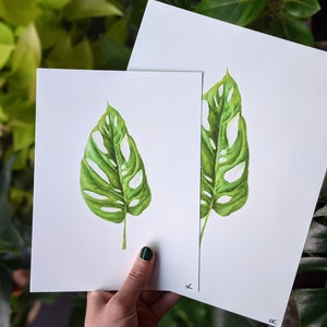 Monstera Adansonii