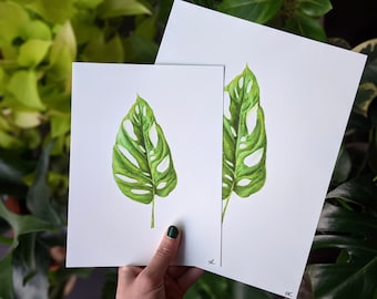 Monstera Adansonii