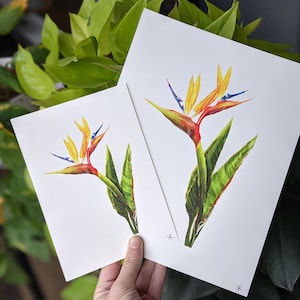 Bird of Paradise