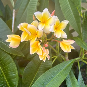 Blooming right now!!! Yellow and white plumeria. Official name is Aztec Gold. Large flower