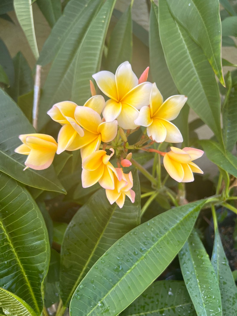 Blooming right now!!! Yellow and white plumeria. Official name is Aztec Gold. Large flower