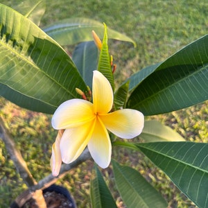 Aztec Gold Plumeria image 2