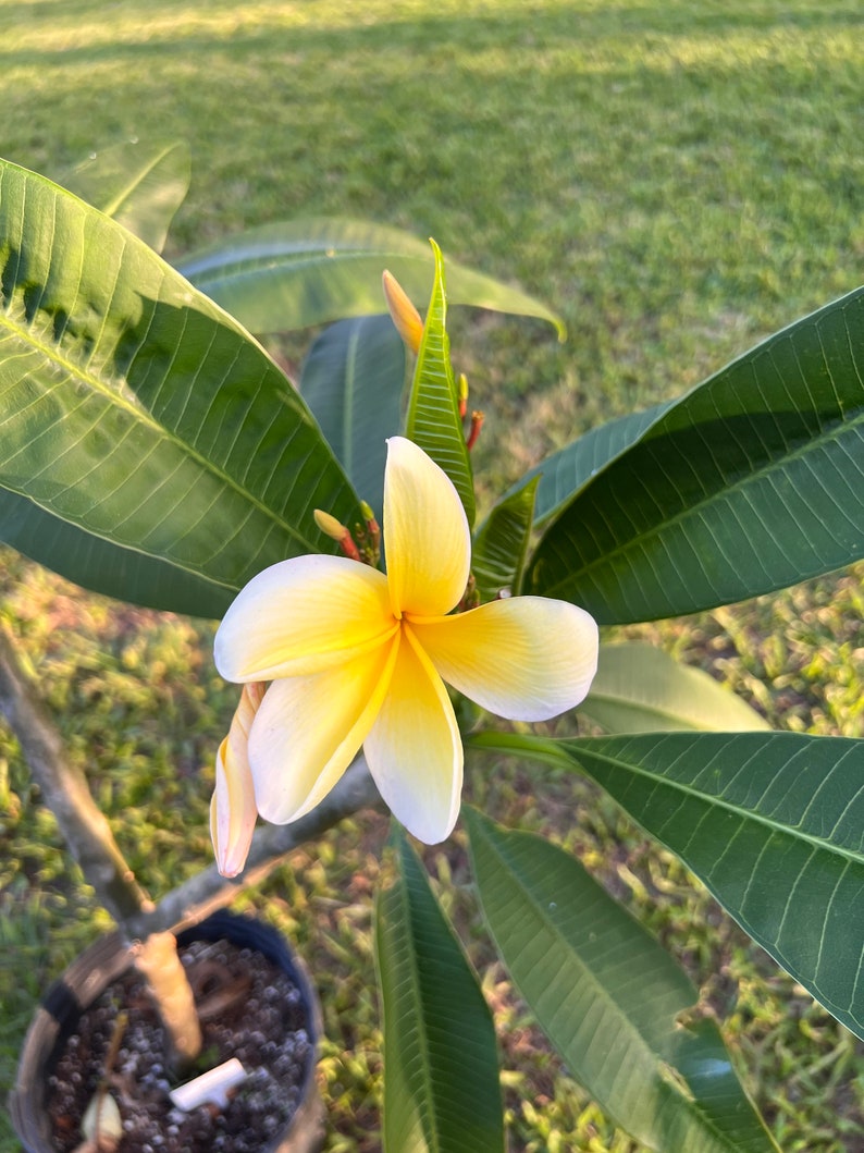 Aztec Gold Plumeria image 2