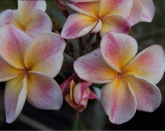 Pink Plumeria