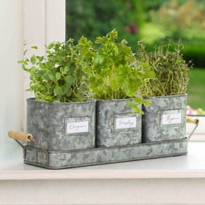 Set of 3 Kitchen Herb Planters with Fitted Tray Windowsill Worktop Countertop Indoor Garden Lavender Rosemary Sage Mint Thyme Planter Set