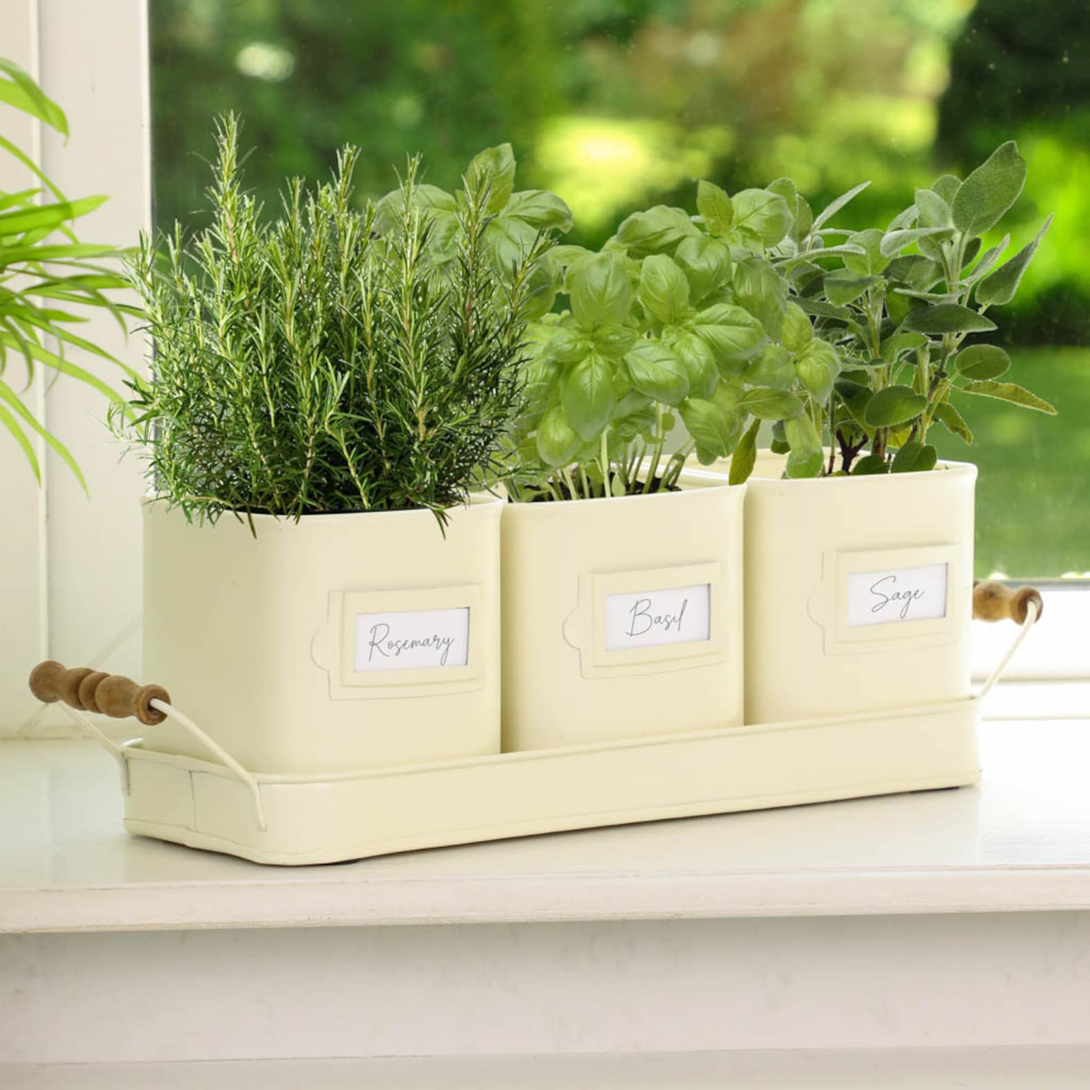 kitchen herb garden