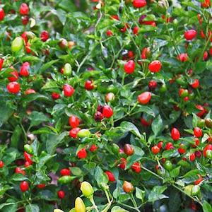 Fresh  Season Pequin Chile, Bird Eye hot Pepper (40Seeds)