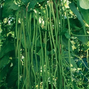 Long Green Bean/Asparagus bean/Dark Green Yard Long Bean Fresh 2023 (25 seeds)