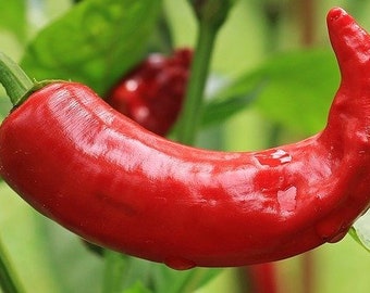 30+ Seeds Paprika Pepper Fresh Season Seeds,USA