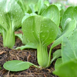 1000 Seeds Baby Bok Choy fresh seeds, USA