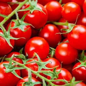 50+ seeds super sweet 100 round mini cherry tomato seeds, USA