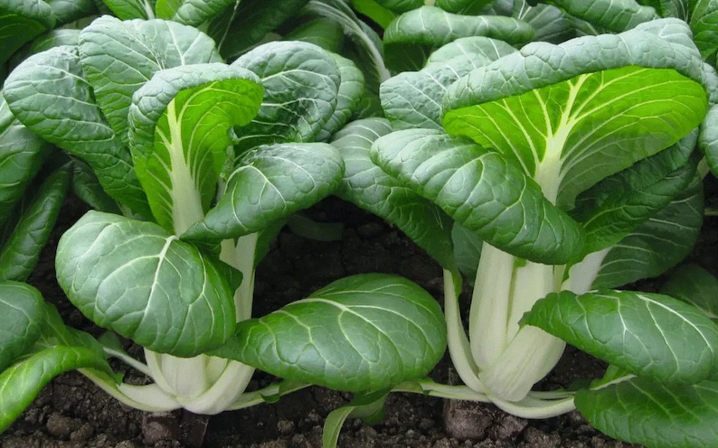 Pakcho 1000 Seeds Tall Pak Choi/gao Jiao Stem Pak Choi Cabbage Fresh Seeds NON ...