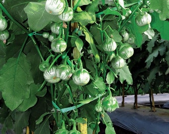 Green Round Thai Salad Eggplant (50seeds) - Fast shipping.