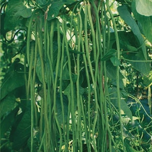 150 Fresh Season Seeds Green Long Bean/String Bean, USA