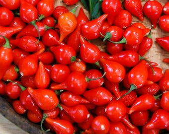 35 Fresh Season Pearl Biquinho Pepper seeds