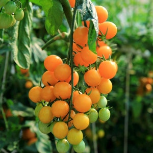 May include: A cluster of small, bright orange tomatoes growing on a vine. The tomatoes are arranged in a cascading pattern, with some green tomatoes visible at the bottom.