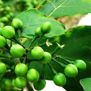 200 Seeds Fresh Season Turkey Berry Seeds