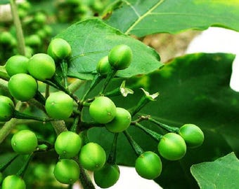 200 zaden verse seizoen kalkoenbessen