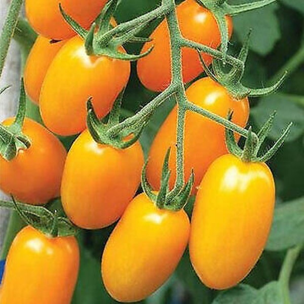 100+ Seeds Golden Yellow Sweet Crunchy/Low Acidity Grape Cherry Tomato