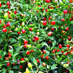 Fresh Season Pequin Chile, Bird Eye hot Pepper (50Seeds)