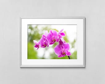 Impresión de orquídea rosa y morada, fotografía de naturaleza brillante y colorida, arte de pared imprimible de gran tamaño.