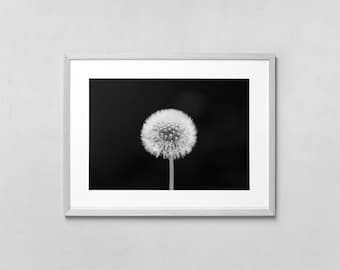 Fotografía de naturaleza en blanco y negro de diente de león, arte mural imprimible de gran tamaño.