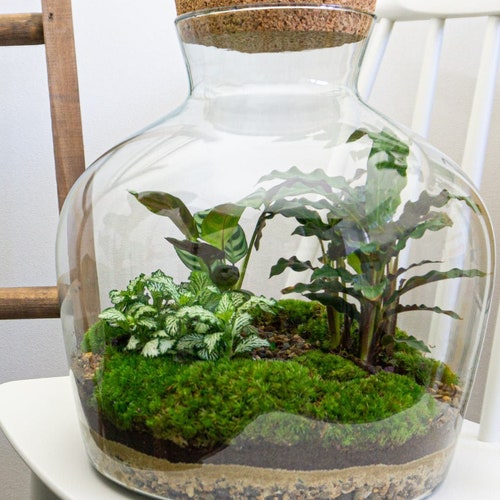 Terrarium DIY Kit Ecosystem With Plants 30 Cm Fat Joe Etsy Canada