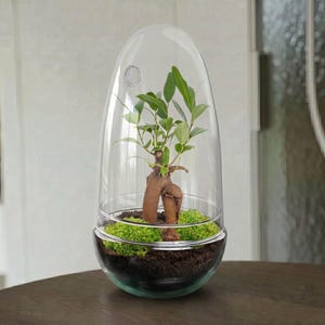 Könnte beinhalten: Ein klares Glasterrarium in länglicher Kuppelform mit einem kleinen Bonsai-Baum, der einen dicken, strukturierten braunen Stamm und grüne Blätter hat, gepflanzt in dunkle Erde mit hellgrünen Moospolstern an der Basis.