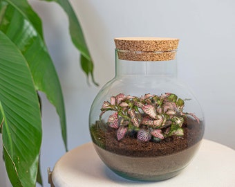 Terrarium - Noah - Kit DIY - ↑ 20 cm - Fittonia - Idée cadeau - Fête des Mères - Noël - Fête des Pères