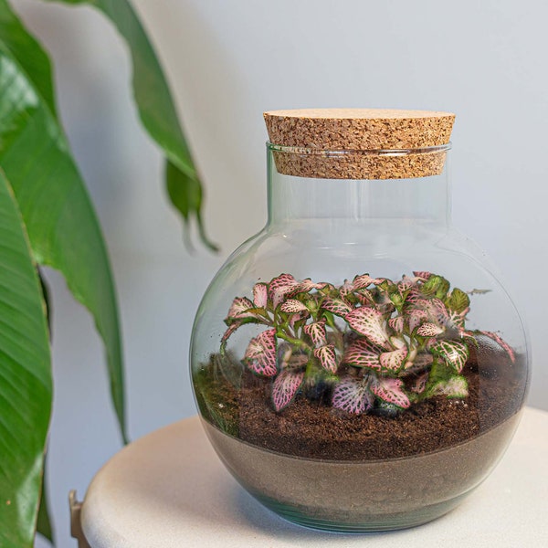 Terrarium - Noah - DIY kit - ↑ 20 cm - Fittonia - Gift idea - Mother's Day - Christmas - Father's Day